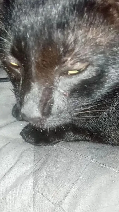 VCA Oso Creek Animal Hospital and Emergency Center