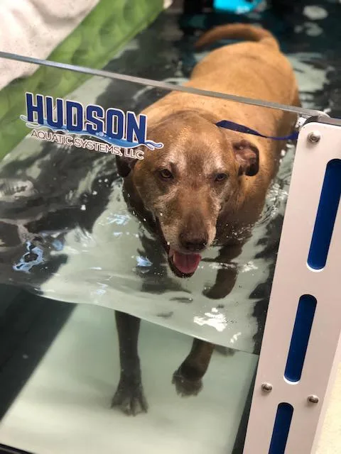 VCA Regional Institute for Veterinary Emergencies and Referrals