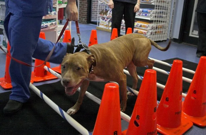 VCA South Shore Weymouth Animal Hospital