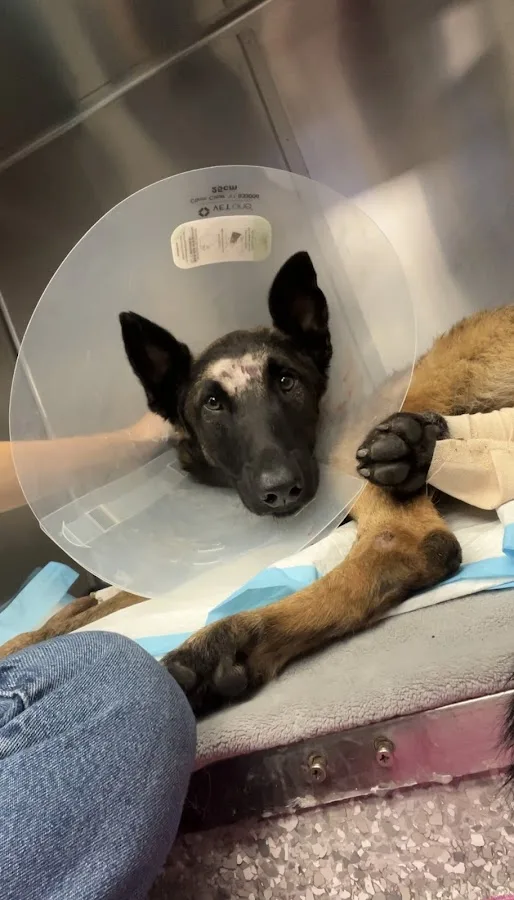 VCA TLC Pasadena Veterinary Specialty and Emergency