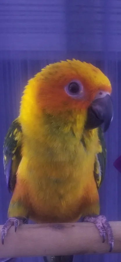 VCA Valley Animal Hospital and Emergency Center