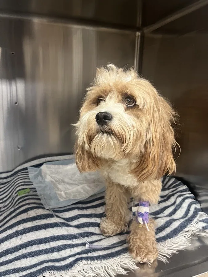 VCA Veterinary Emergency Service & Veterinary Specialty Center