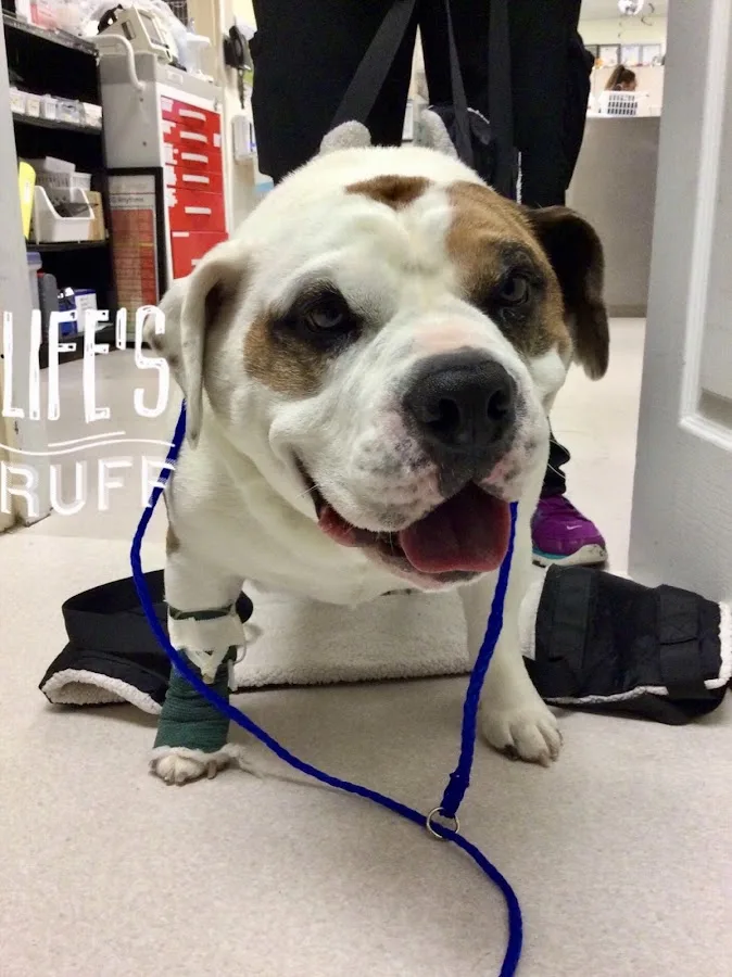 VCA Veterinary Referral and Emergency Center