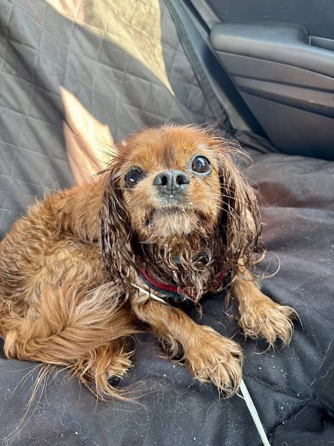 VCA Veterinary Specialists of CT