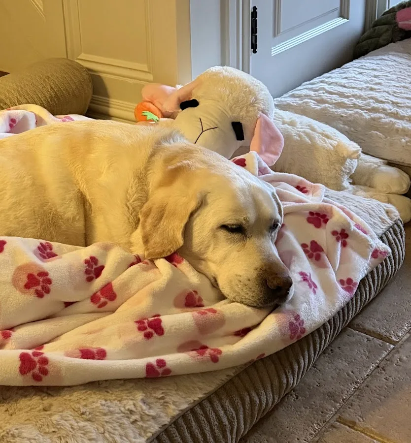 VCA Veterinary Specialists of CT