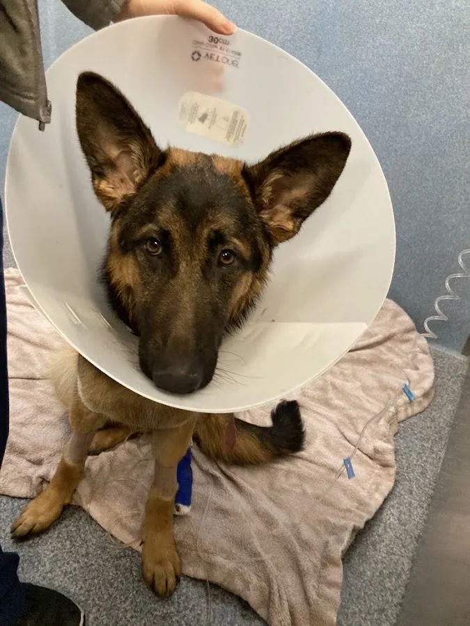 VCA West Coast Specialty and Emergency Animal Hospital