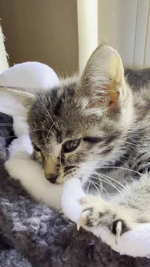 VCA Yorba Regional Animal Hospital