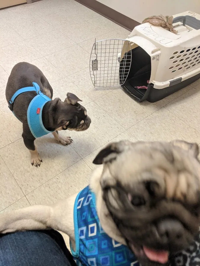 Pet exam and monitoring during emergency care