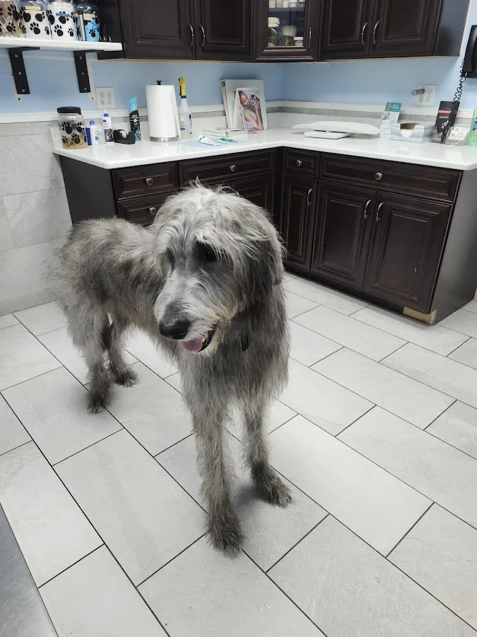 Vet-I-Care Animal Hospital primary photo