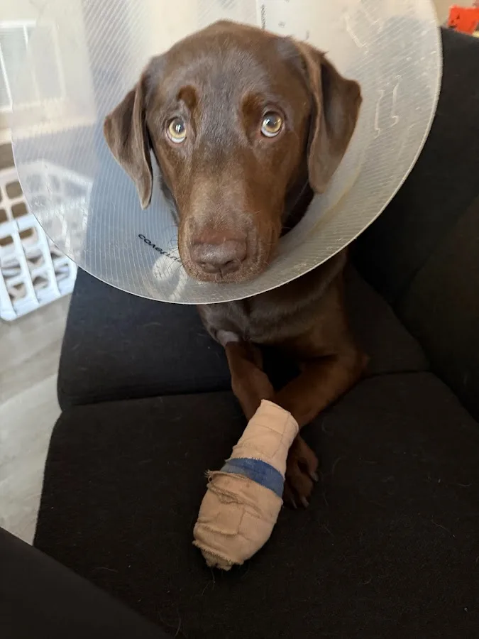 Vet-I-Care Animal Hospital