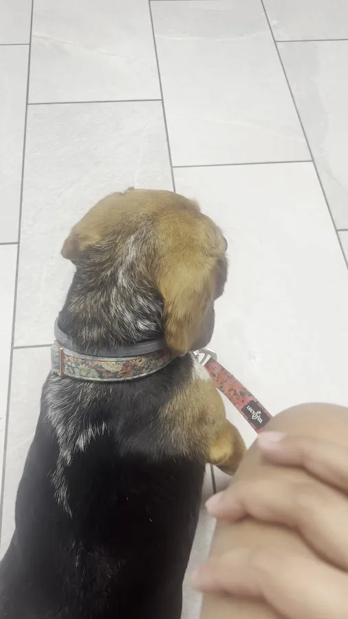 Vet-I-Care Animal Hospital