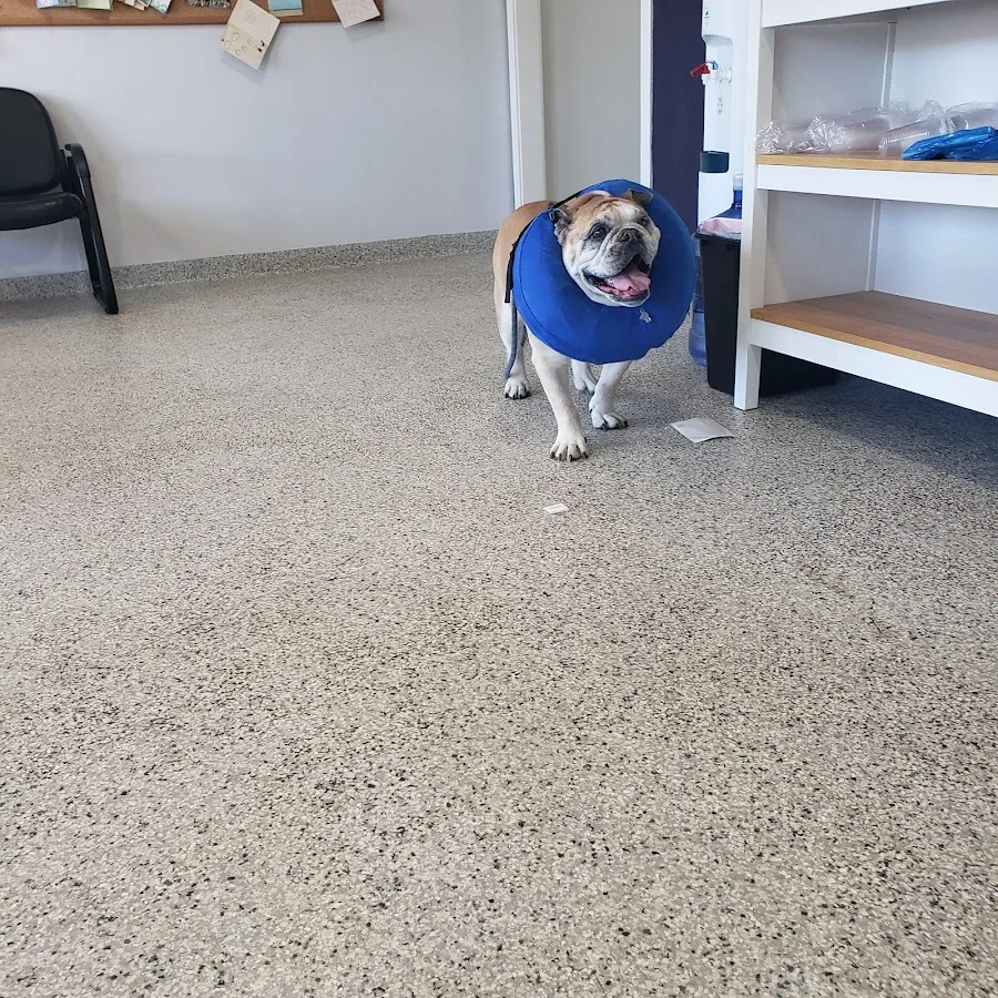 Veterinary Associates: Davis Ann DVM