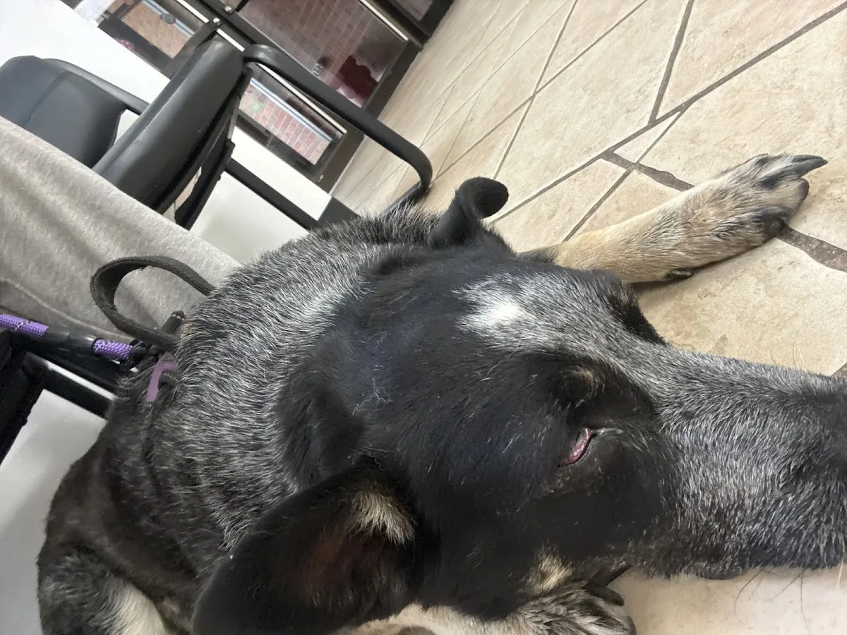 Veterinary Care and Specialty Group