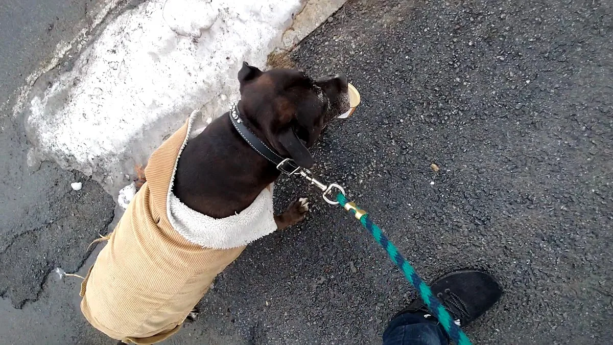 Veterinary Emergency Center of Manchester