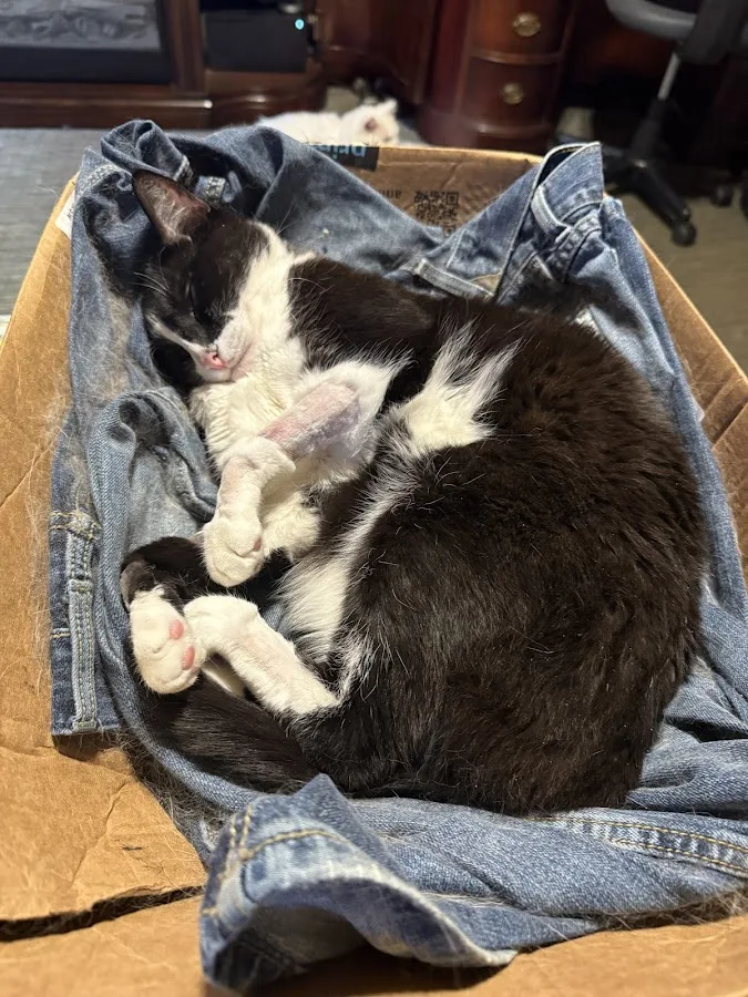 Veterinary Emergency Clinic of Central Florida | Casselberry, FL