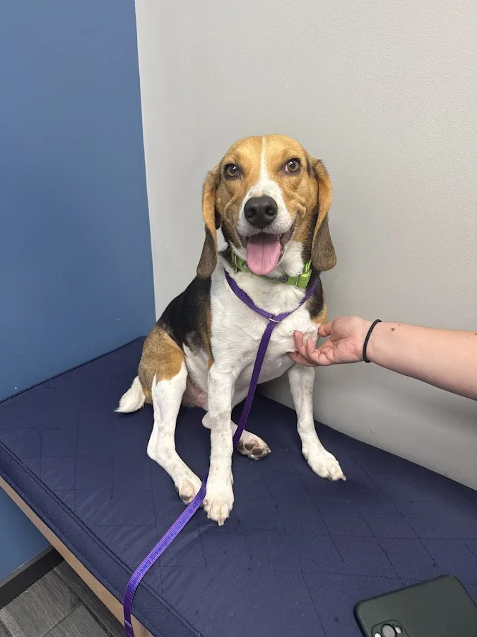 Veterinary Emergency Clinic of Central Florida | Casselberry, FL