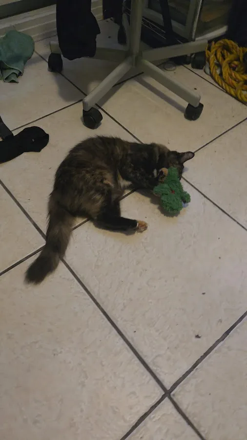 Veterinary Emergency Clinic of Central Florida | Casselberry, FL