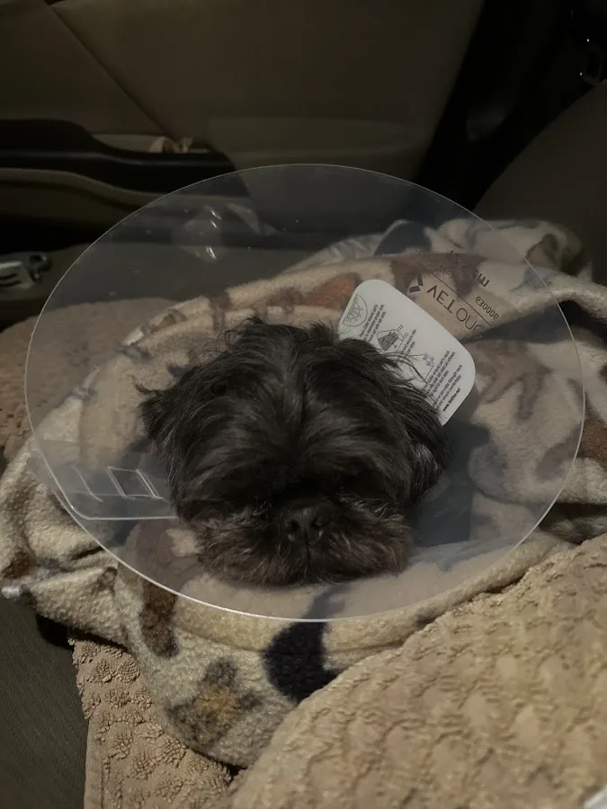 Veterinary Emergency Clinic of Central Florida | Oakland, FL