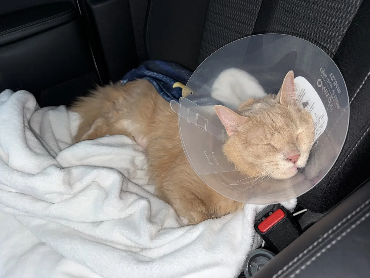 Veterinary Emergency Clinic of Central Florida | Oakland, FL