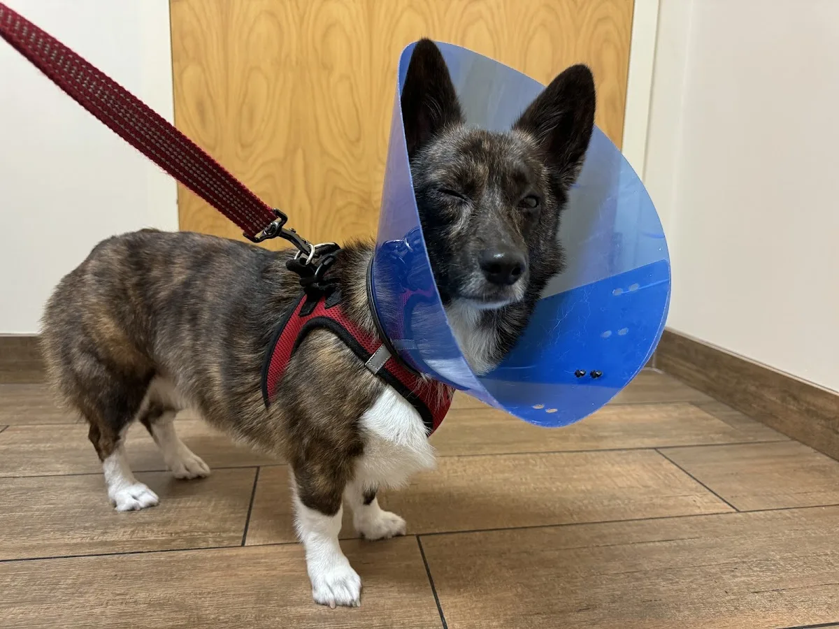 Veterinary Emergency Clinic of Central Florida | Orlando, FL primary photo