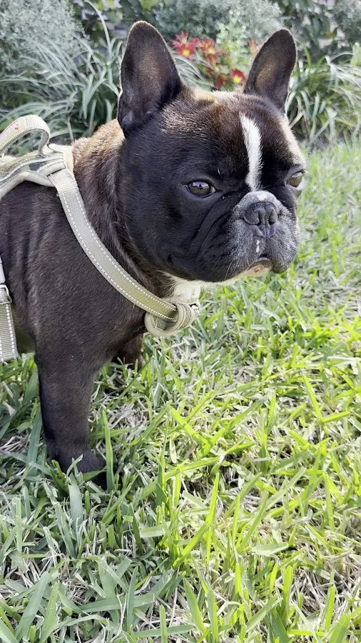 Veterinary Emergency Clinic of Central Florida | Orlando, FL