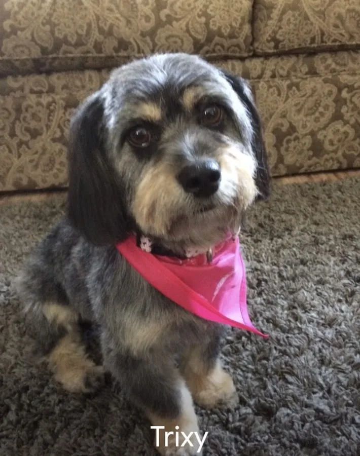 Veterinary Emergency + Critical Care