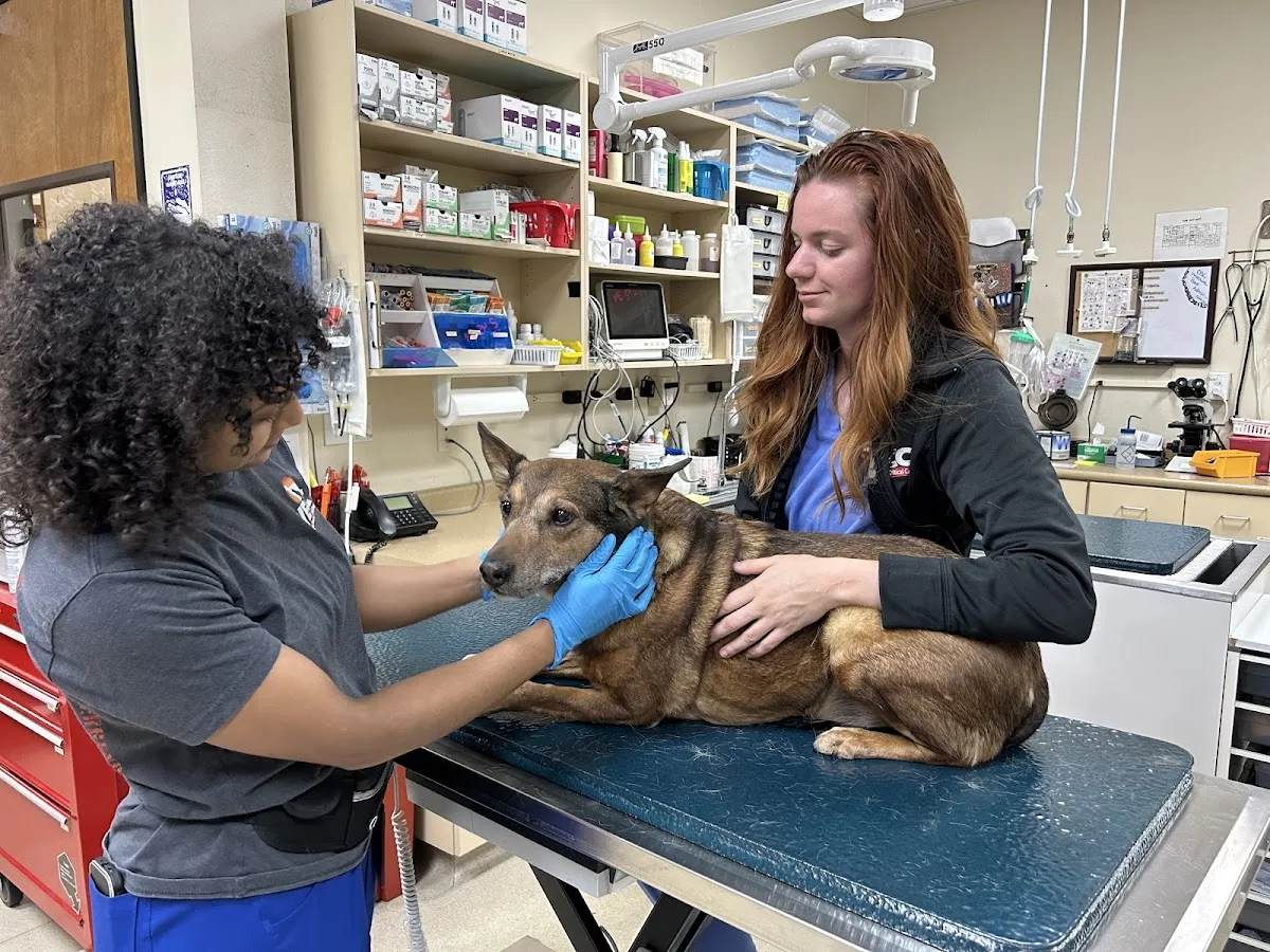 Veterinary Emergency + Critical Care