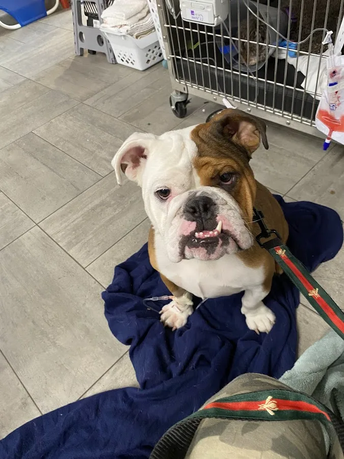 Veterinary emergency monitoring and care process