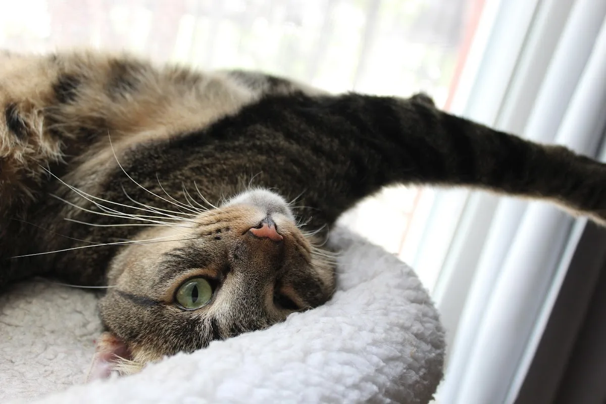 Veterinary Emergency Group