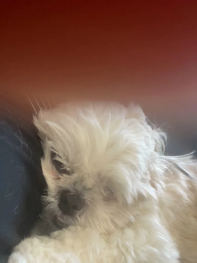 Veterinary Emergency Group