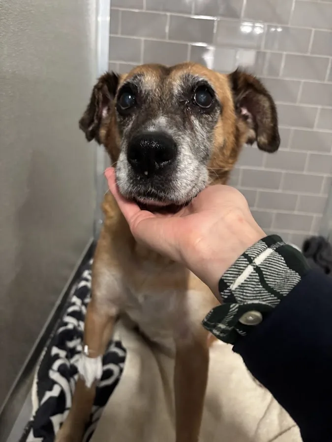 Veterinary Emergency Group