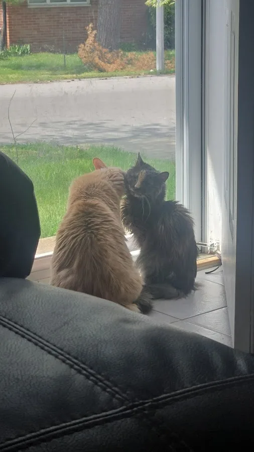 Veterinary Emergency Group