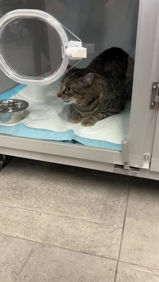 Veterinary Emergency Group