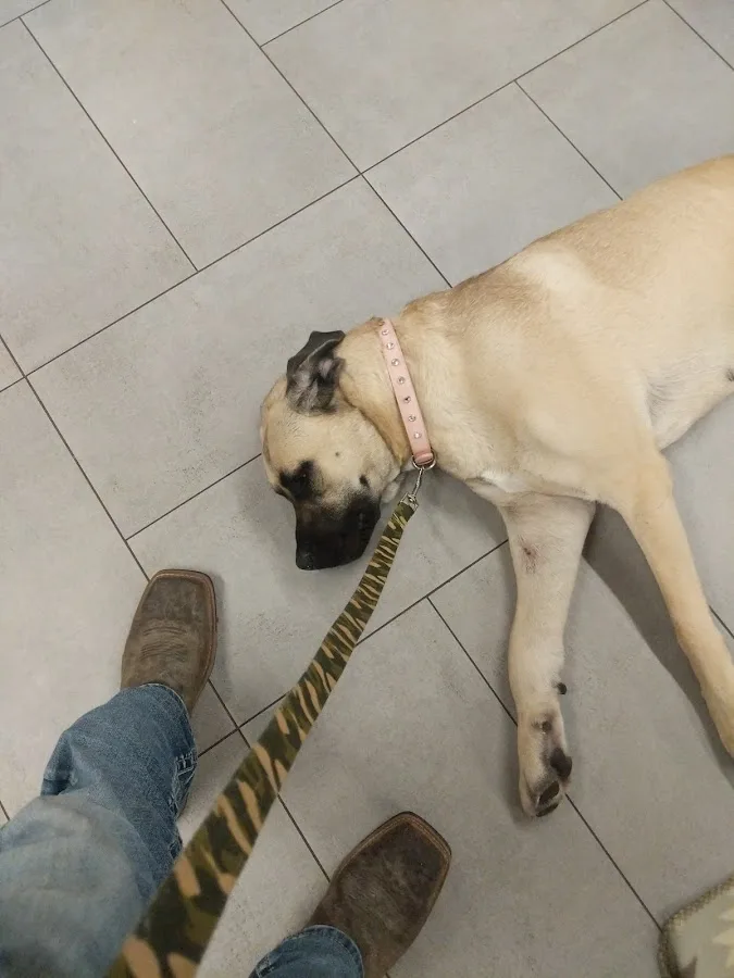 Veterinary Emergency Group