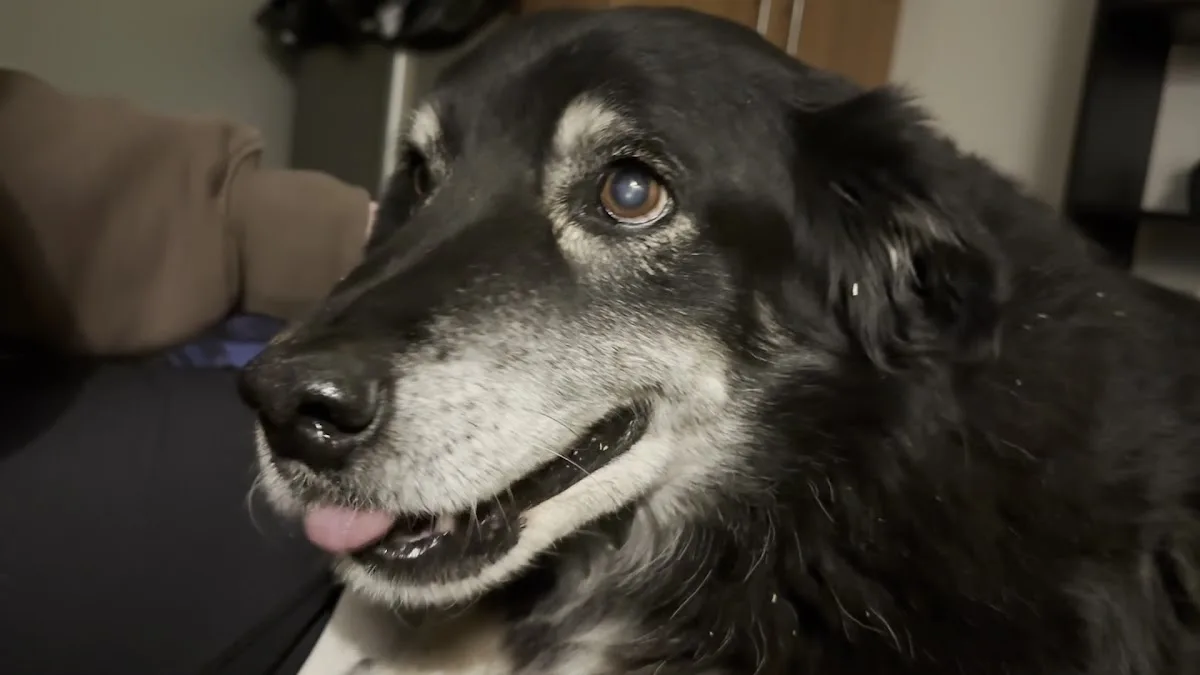 Veterinary Emergency Group