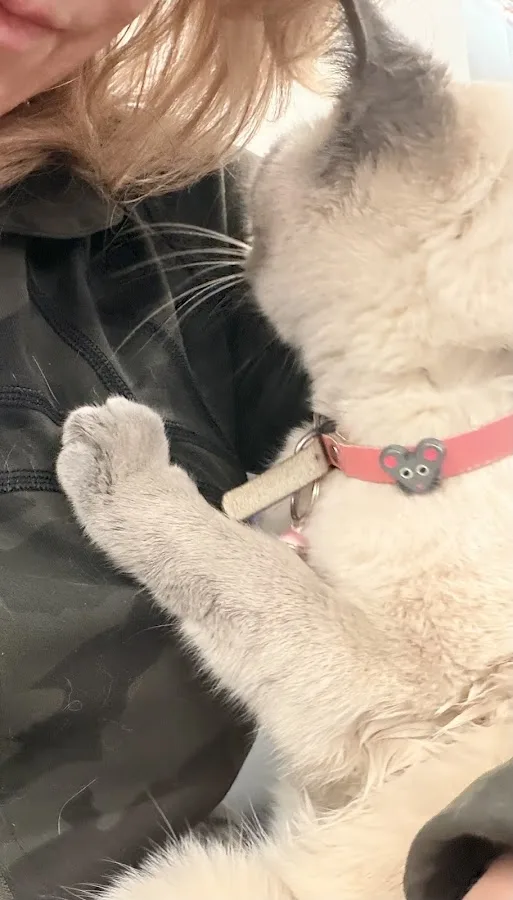 Veterinary Emergency Group