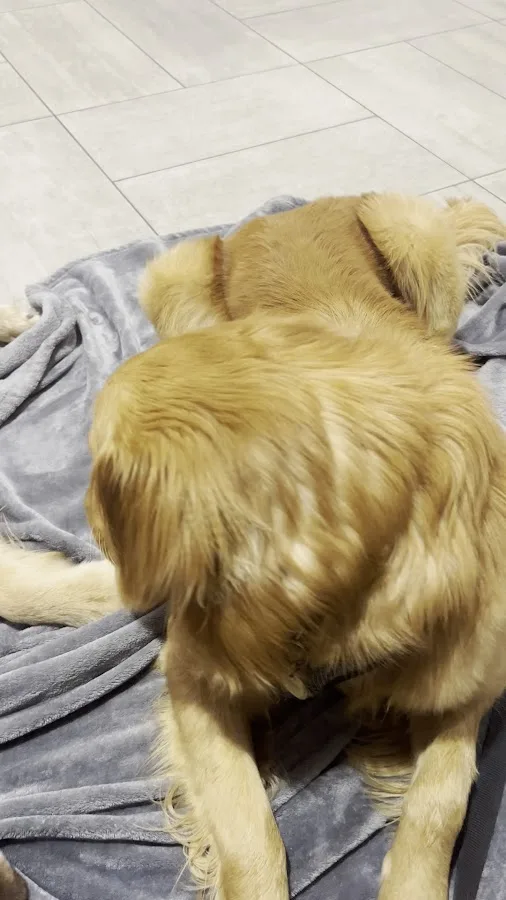 Veterinary Emergency Group