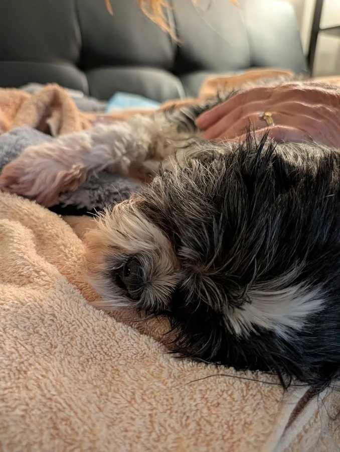 Veterinary Emergency Group