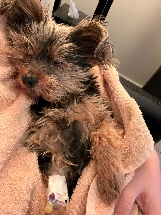 Veterinary Emergency Group