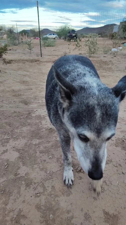 Veterinary Emergency Group