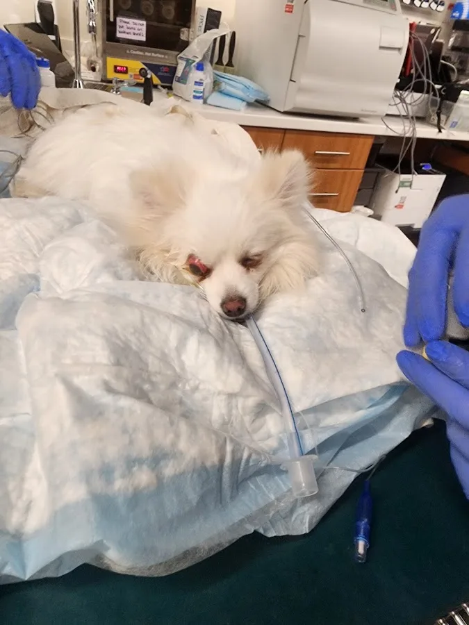 Veterinary Emergency Group