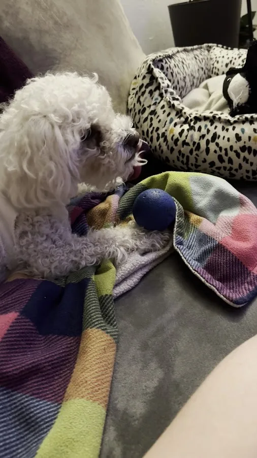 Veterinary Emergency Group