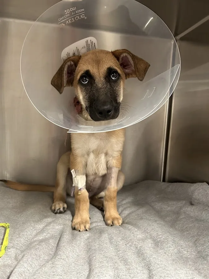 Veterinary Emergency Group