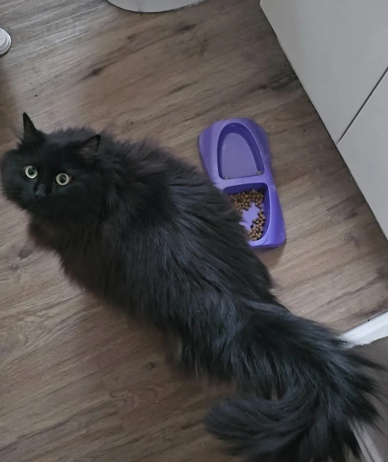 Veterinary Emergency Group