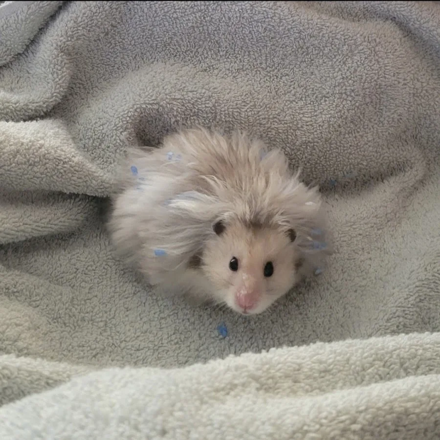 Veterinary Emergency Group