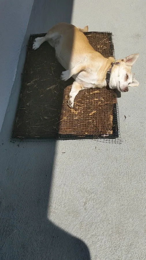 Veterinary Emergency Group