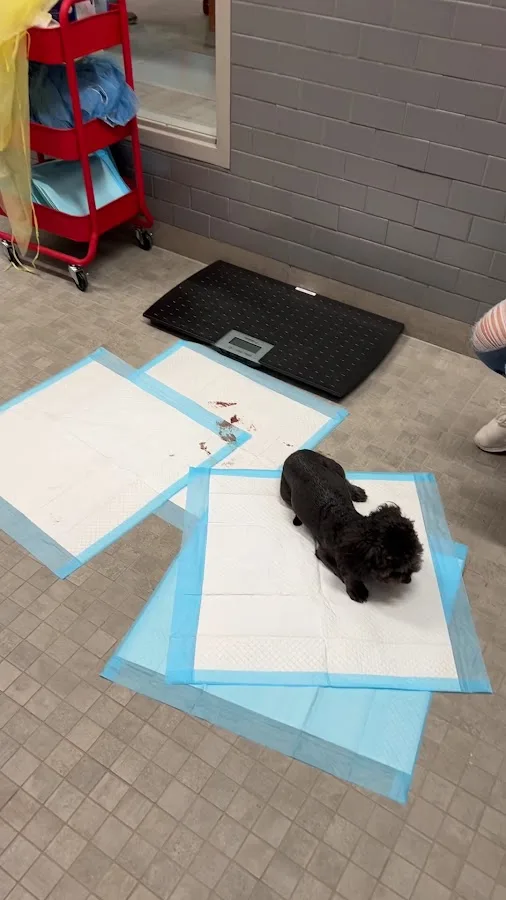 Veterinary Emergency Group