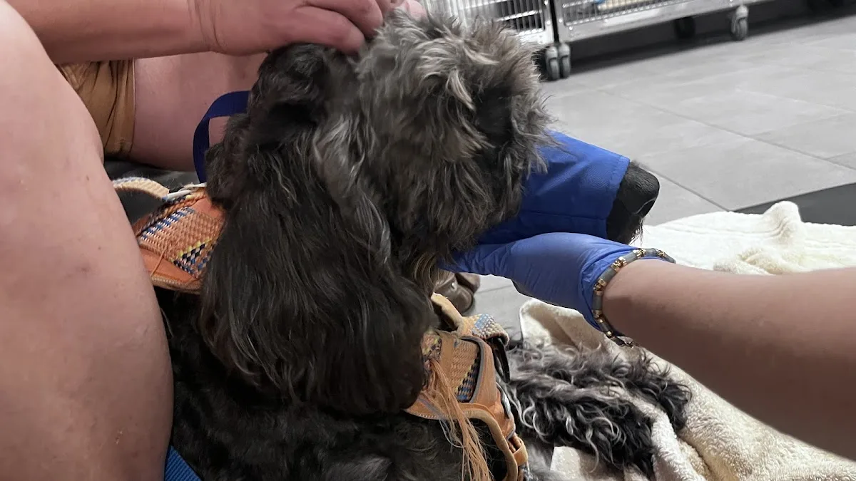 Veterinary Emergency Group