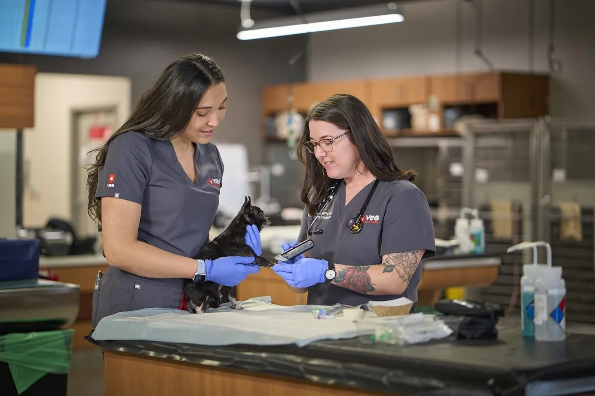 Veterinary Emergency Group