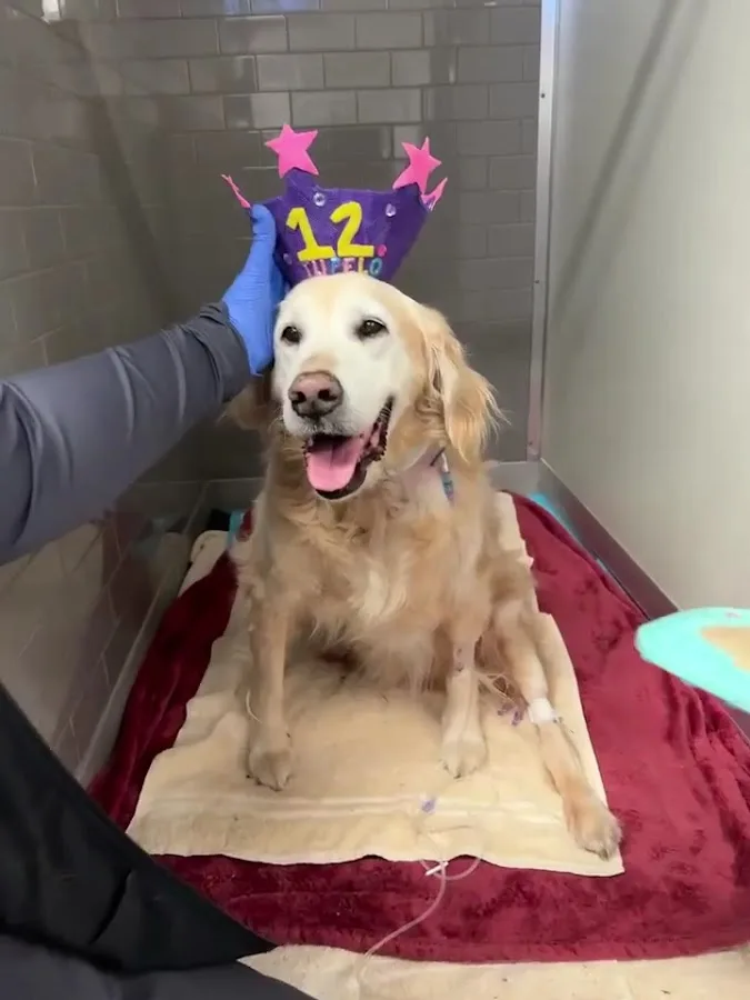 Veterinary Emergency Group